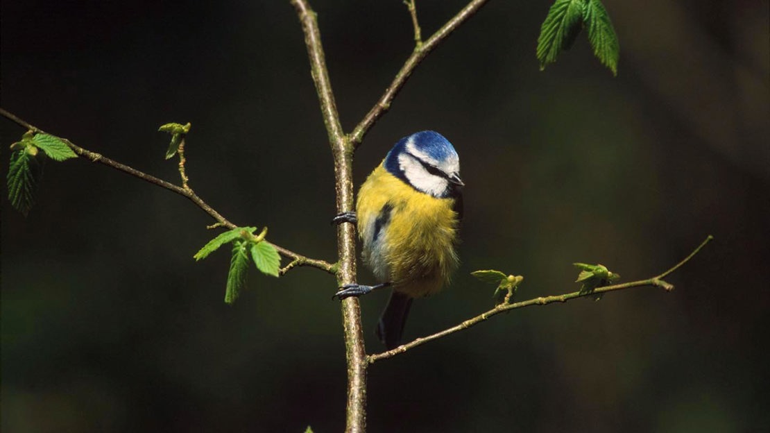 Blue tit on twig, Foxley Wood