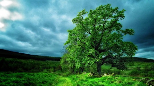 Large tree against dark clouds, Geordie's Wood