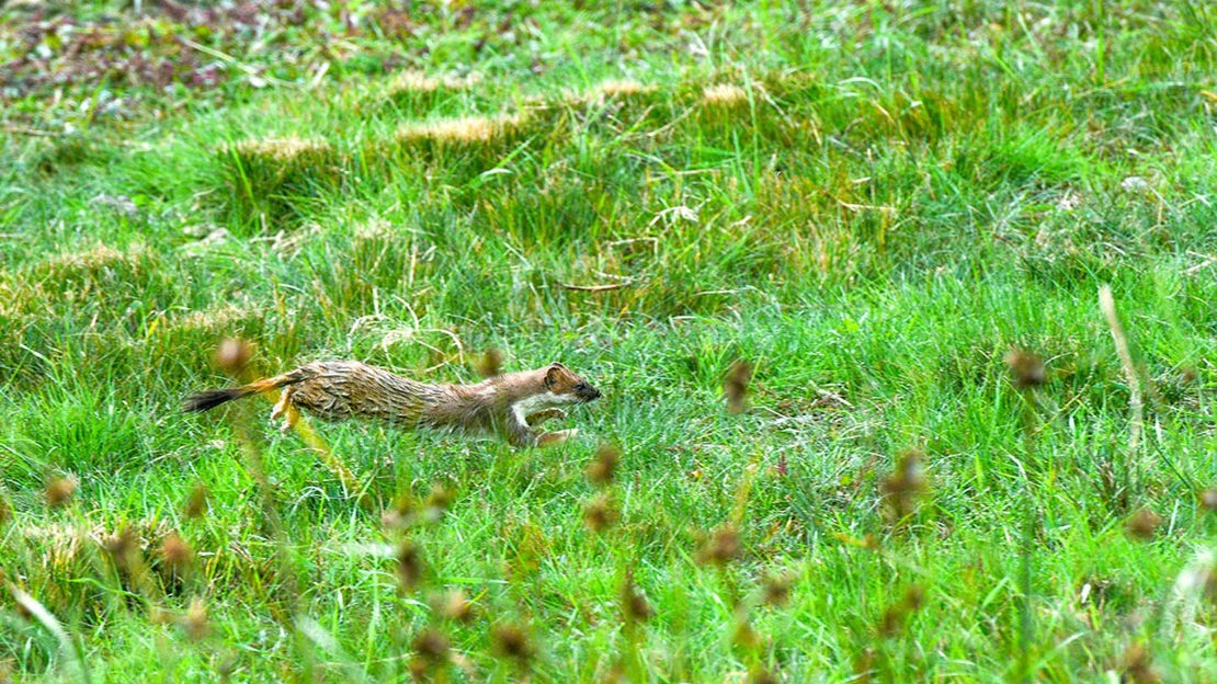 Stoat running through field, Glen Sherup