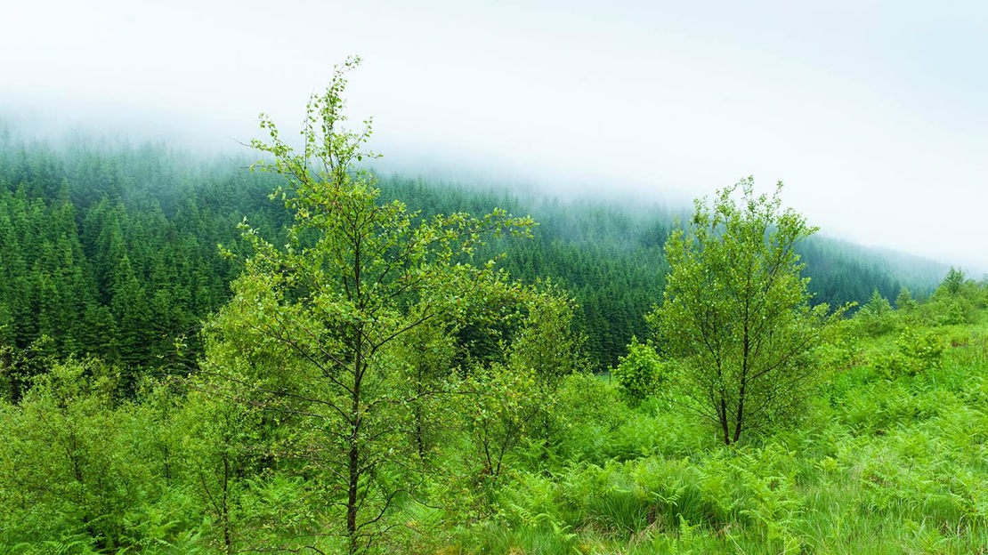 Low clouds over wooded hill, Glen Sherup