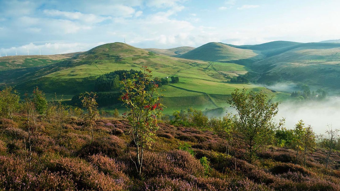 Rowan saplings on hillside, Glen Sherup