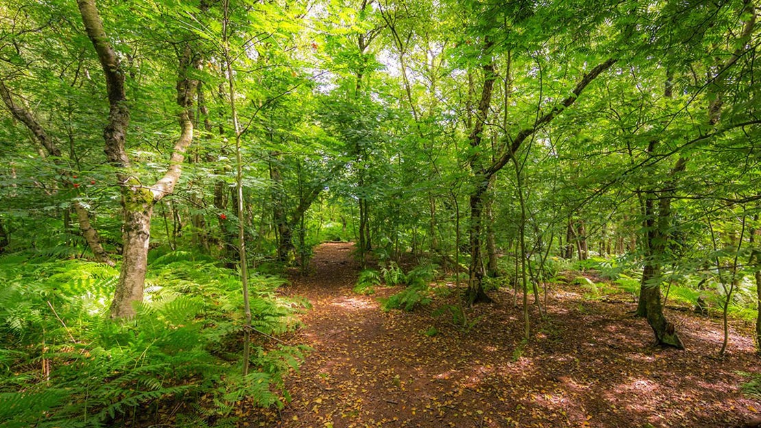 Path through woodland, Gorse Covert Mounds