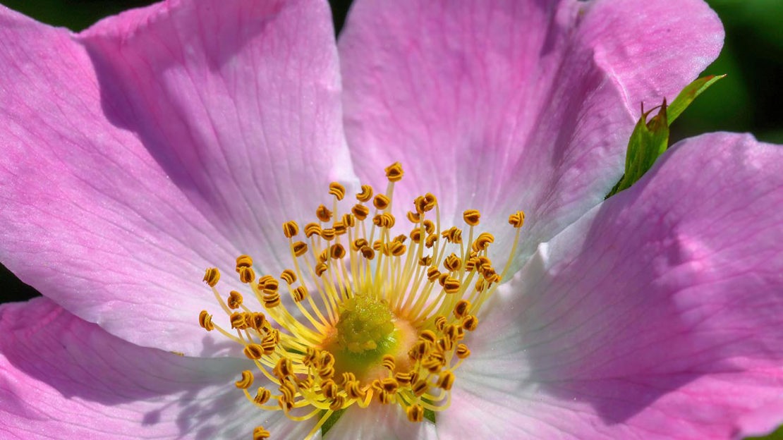Pink flower, close-up, Gorse Covert Mounds