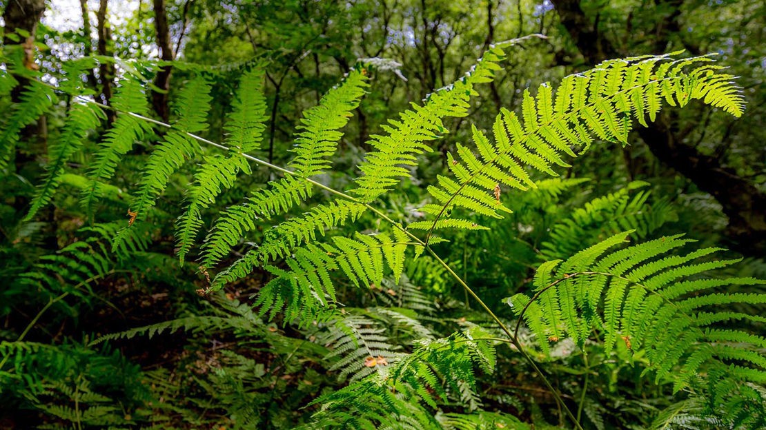 Tree branch, Gorse Covert Mounds