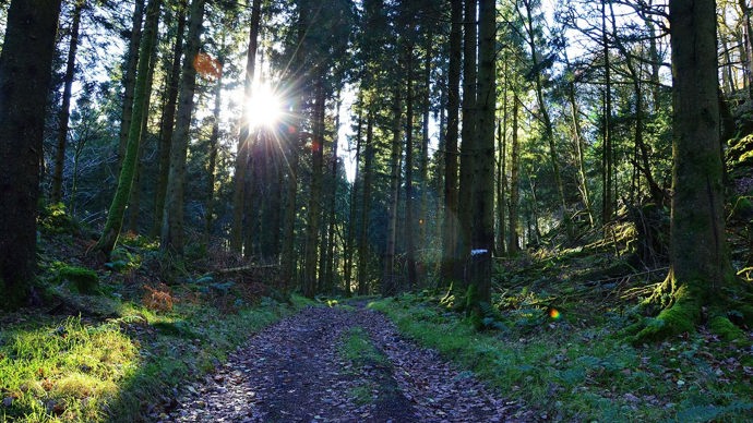 Sunlight through trees, Great Knott Wood