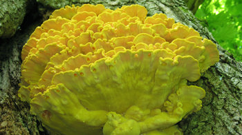 Chicken of the woods growing on tree Chicken of the woods growing on tree