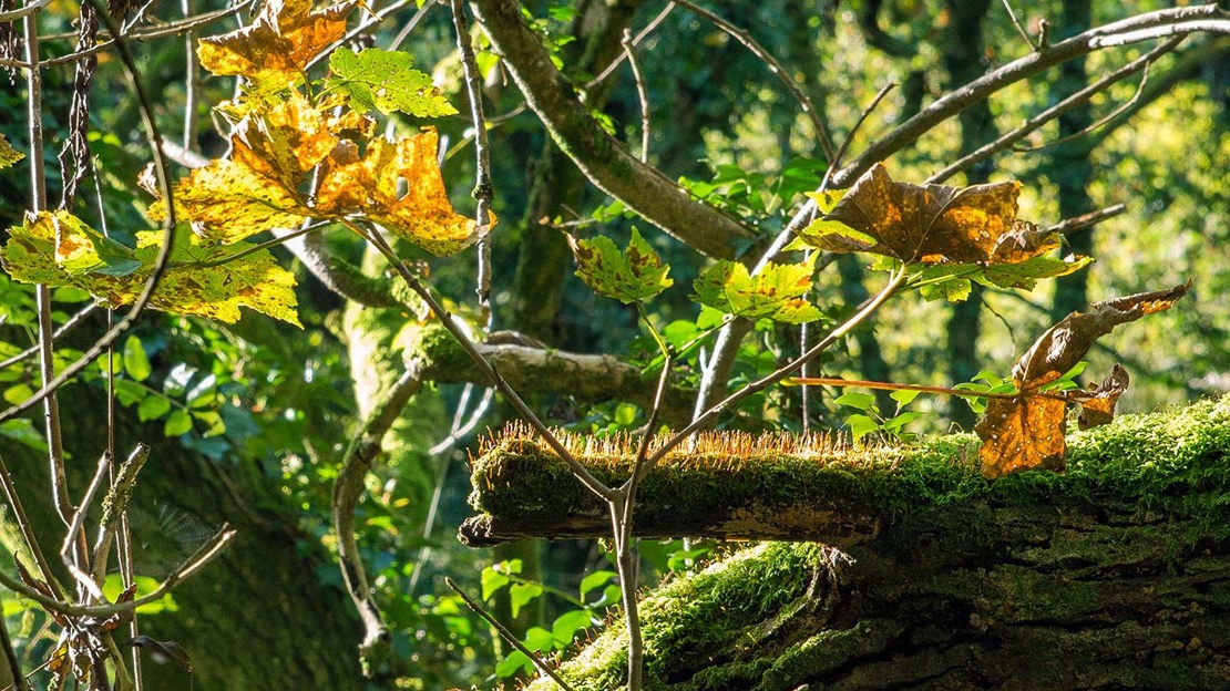 Close up of branches, Green Castle Woods