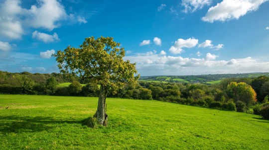 Lone tree in field, Green Castle Woods