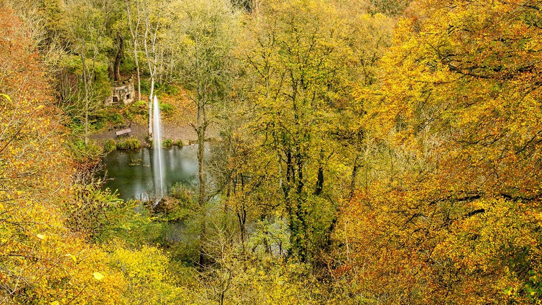 Autumn trees, Hackfall
