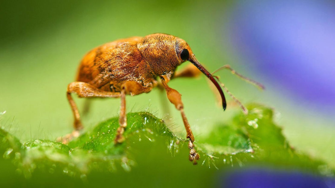 Weevil, close-up,  Hainault Forest