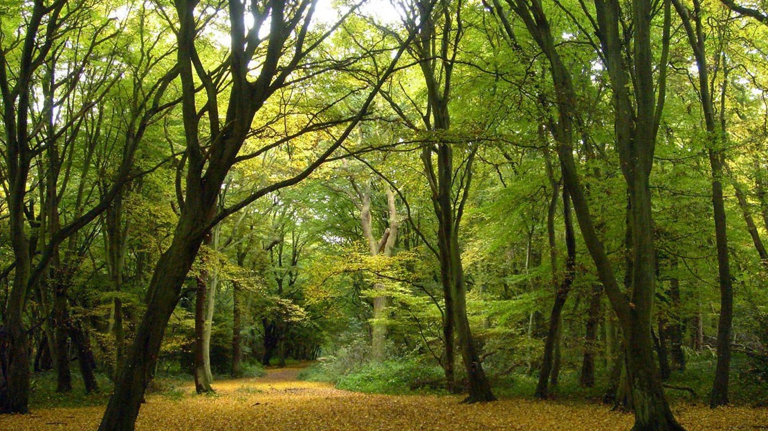 Grove in autumn, Hainault Forest