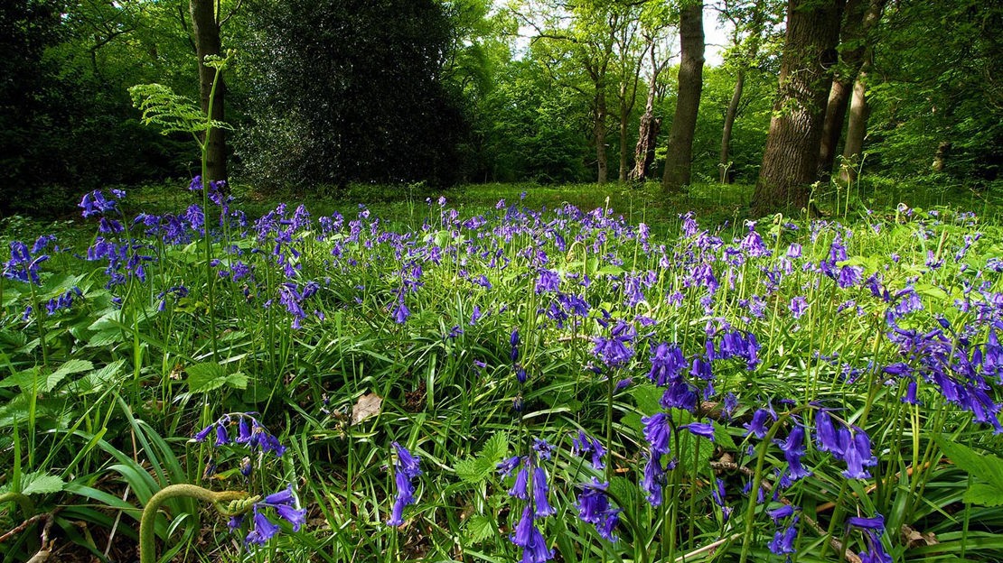 Carpet of bluebells, Hainault Forest
