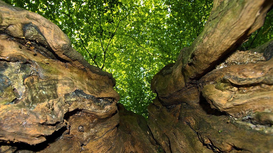 Canopy, Hainault Forest