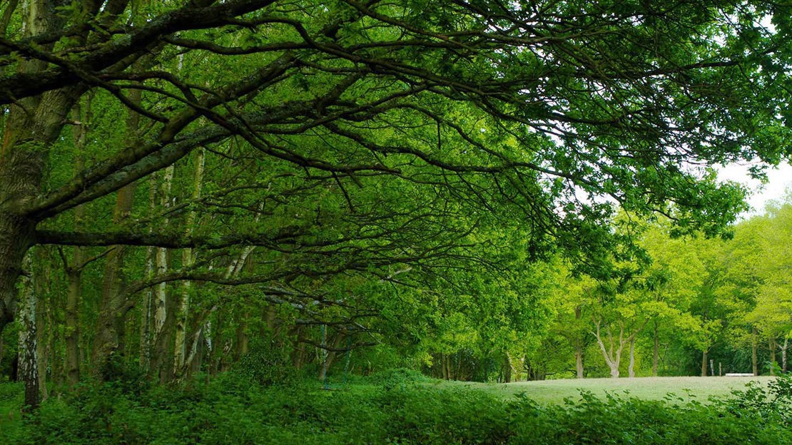 Edge of Hainault Forest