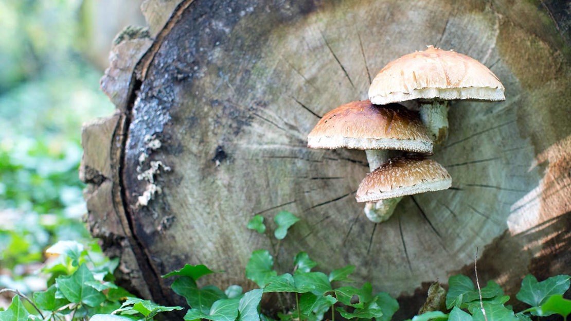 Fungi growing on fallen log, Hainault Forest