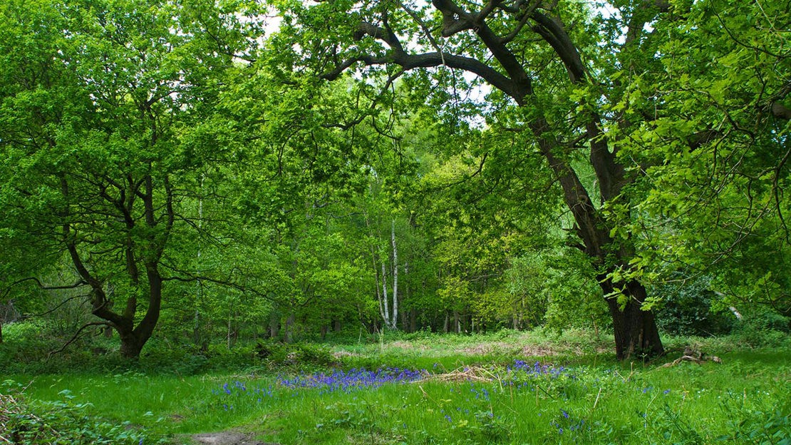 Bluebell-lined path through Hainault Forest