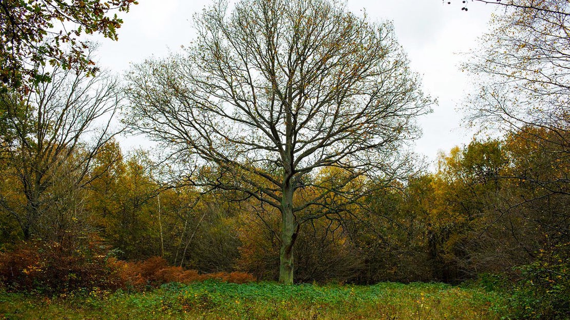 Autumnal tree, Hainault Forest