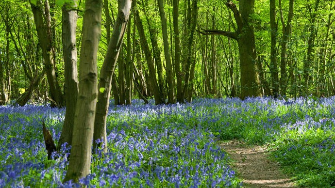 Bluebells along path, Heartwood Forest