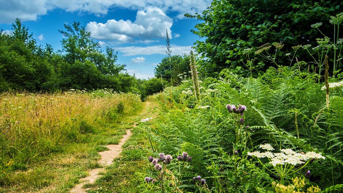 Path towards Hedley Hall