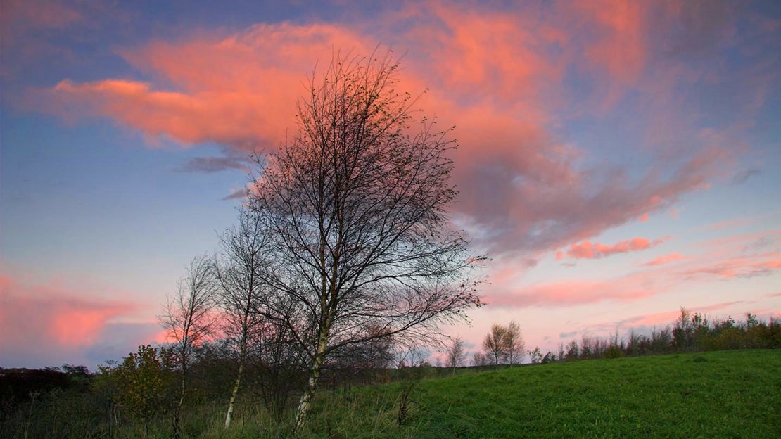 Pink clouds above treeline, Hedley Hall