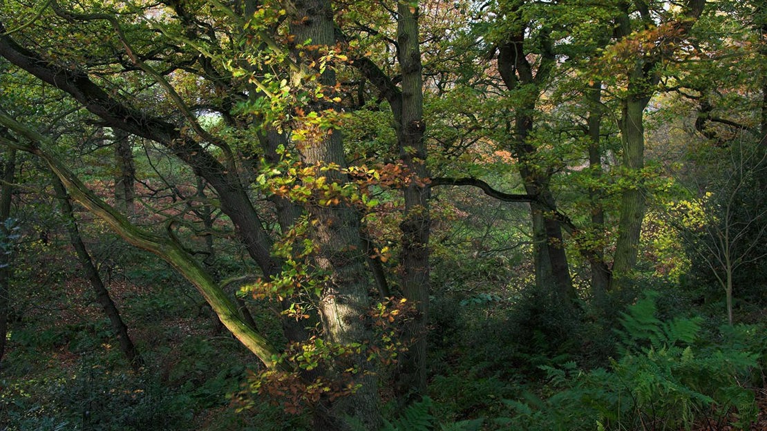 Shady grove, Hedley Hall