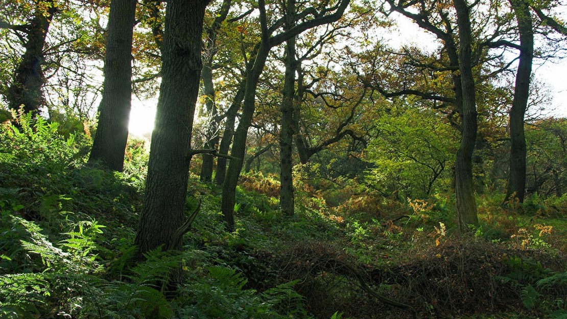 Sunlit woodland, Hedley Hall