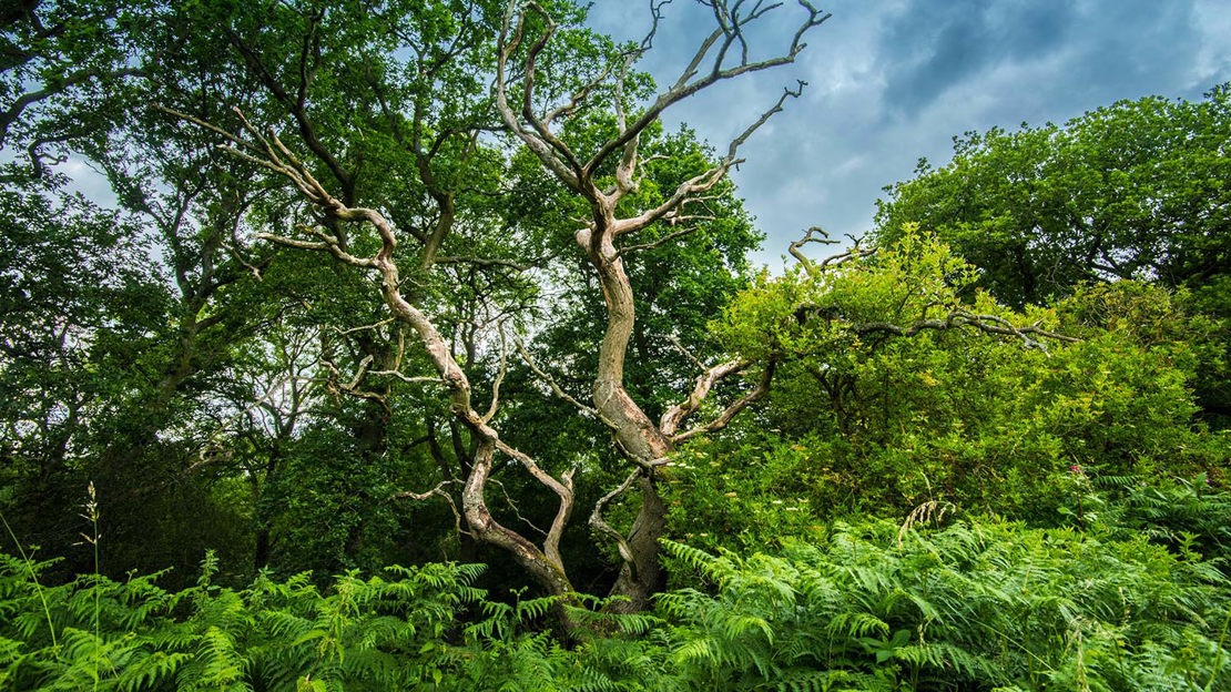 Twisted tree amid ferns, Hedley Hall