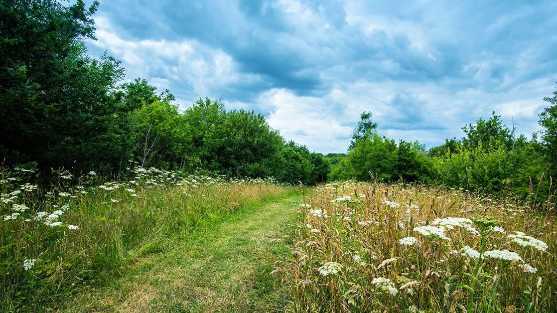 Path through cow parsley, Hedley Hall