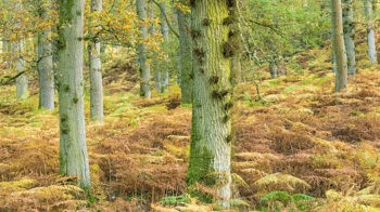 Woodland in autumn, Kinclaven Bluebell Wood