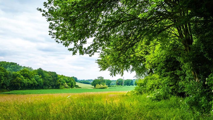 View across meadow, Langley Vale Wood