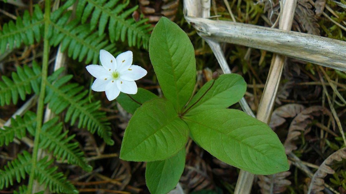 Wood anemone, Ledmore & Migdale