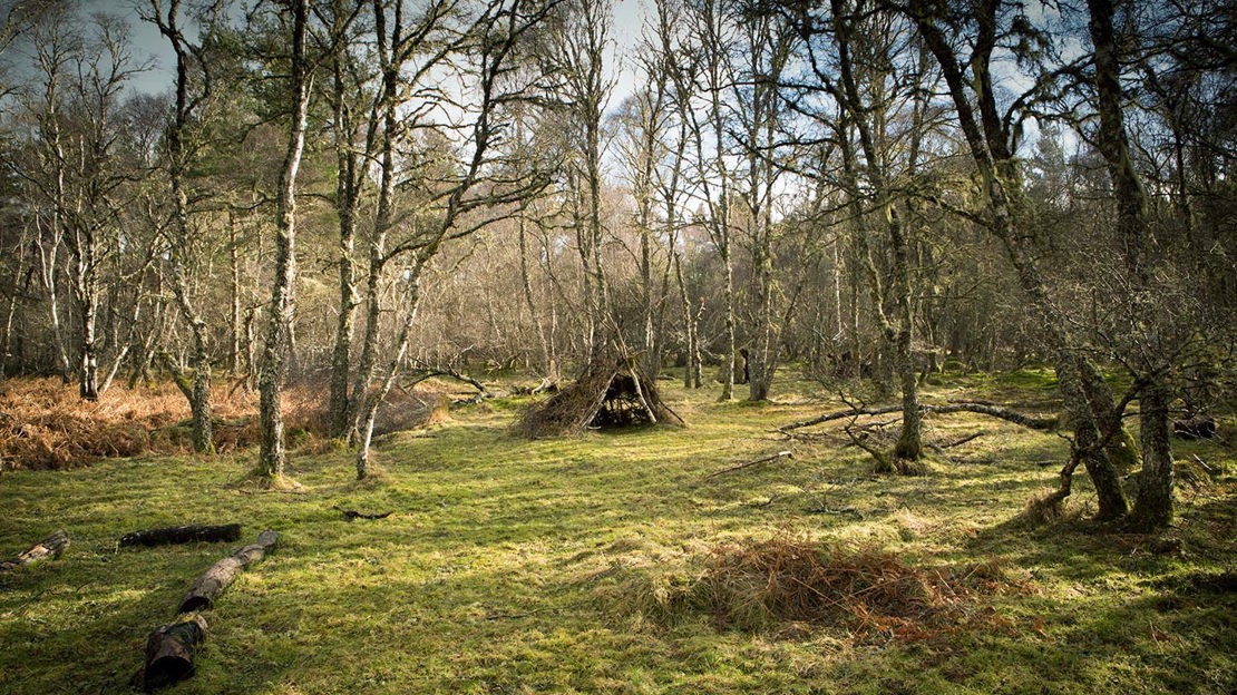 Sunlit woodland, Ledmore & Migdale