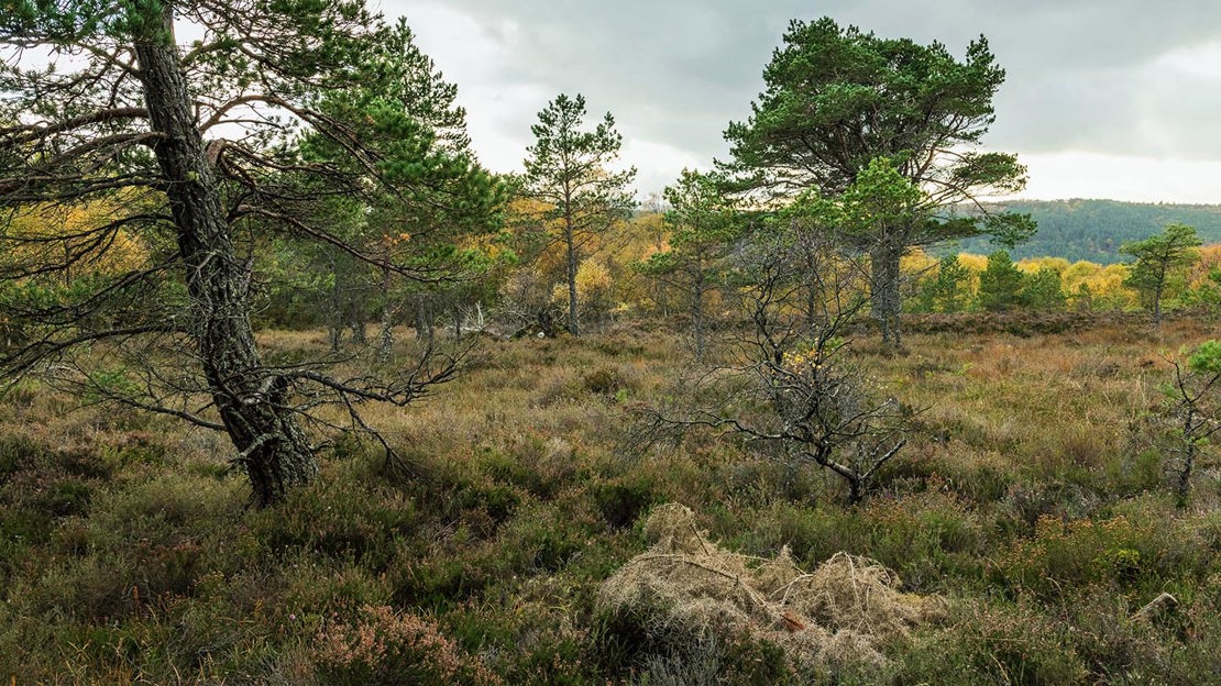 Grassland, Ledmore & Migdale