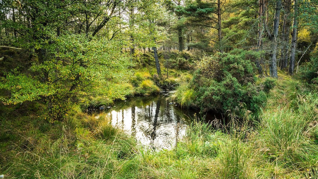 Pond, Ledmore & Migdale