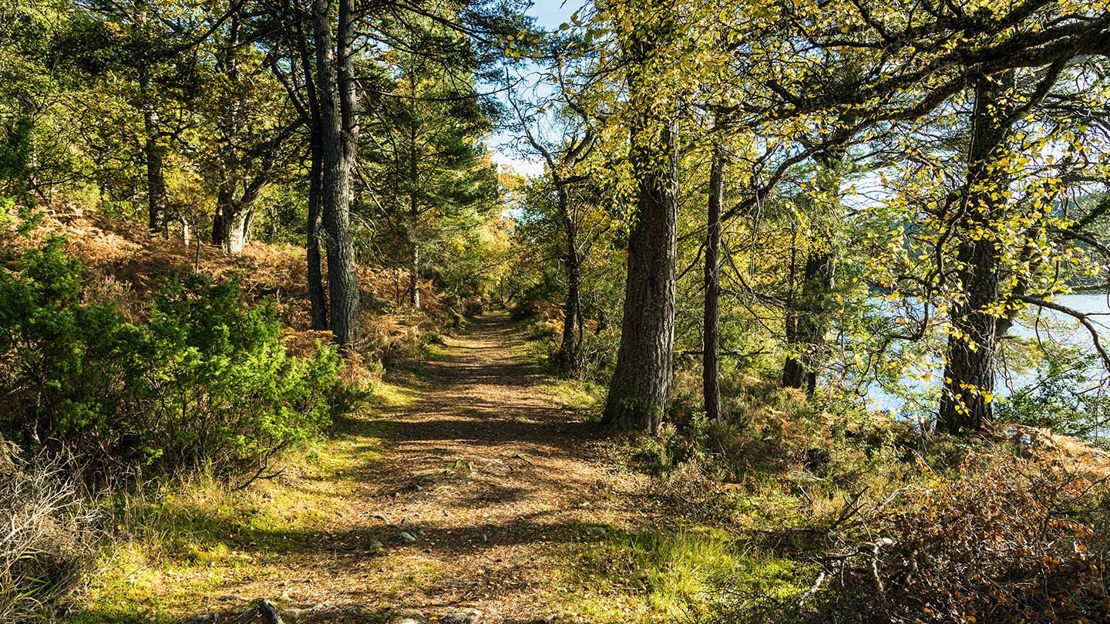 Sunlit path, Ledmore & Migdale