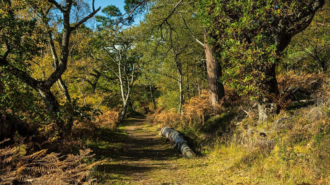 Path through woodland, Ledmore & Migdale