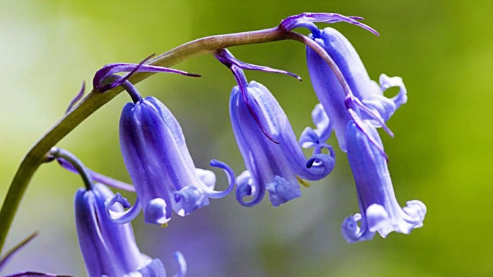 Bluebells, Marden Park