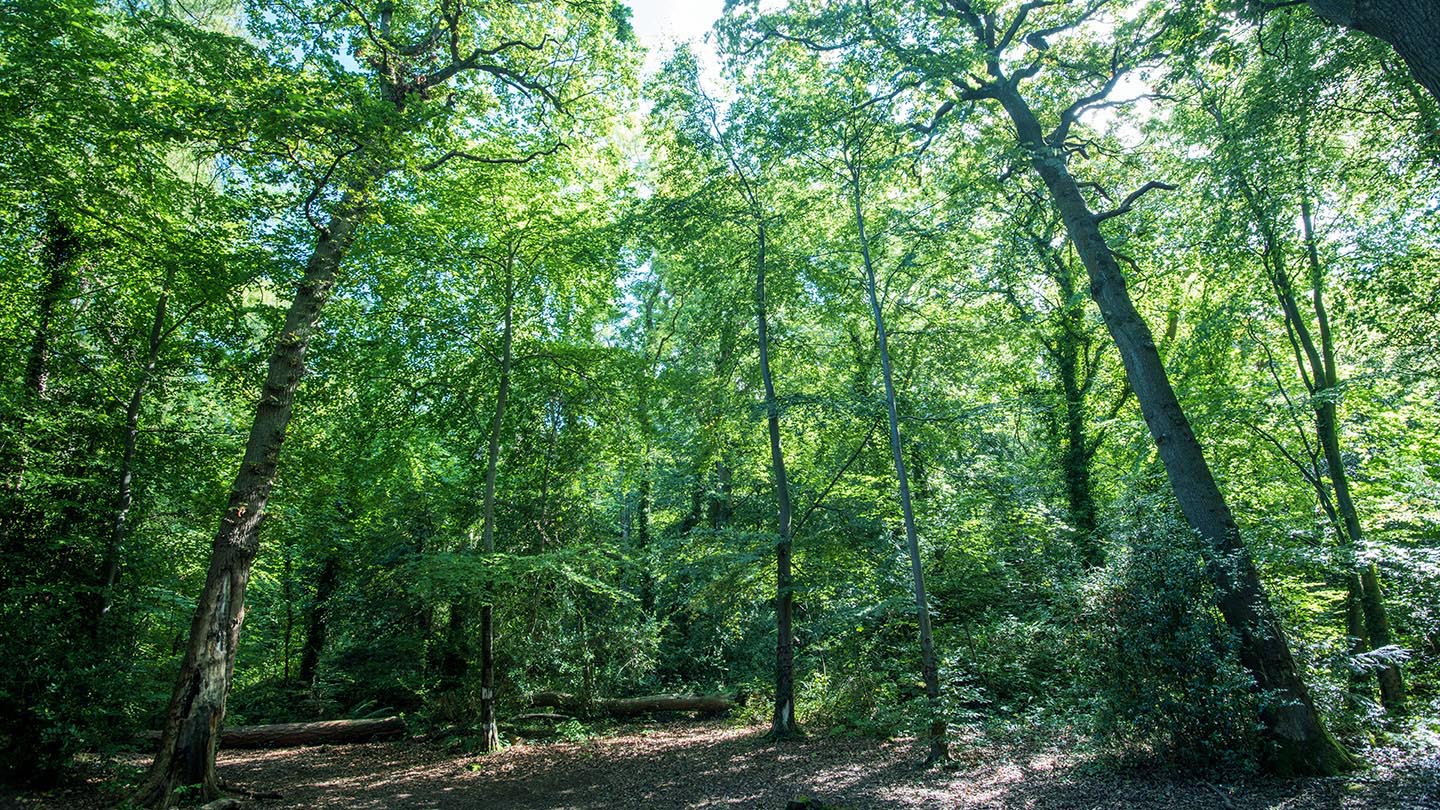 Marl Hall Woods - Visiting Woods - Woodland Trust