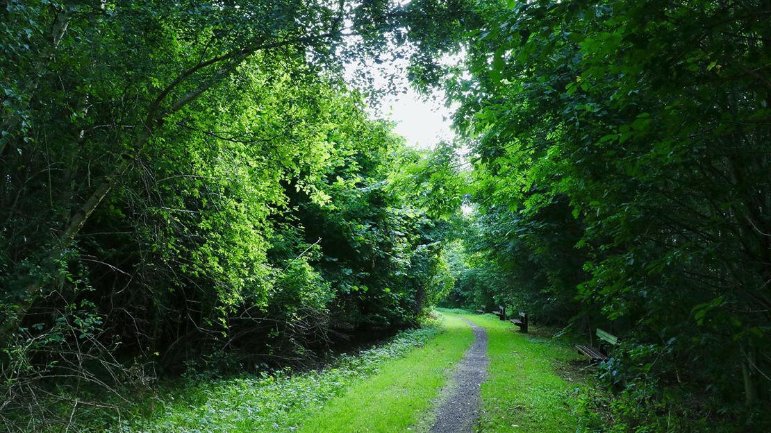 Path through Monkstown Wood