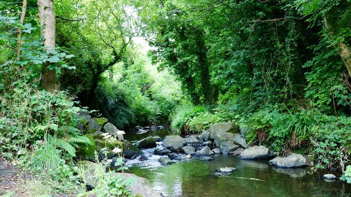 Rock-filled stream flowing through Monkstown Wood