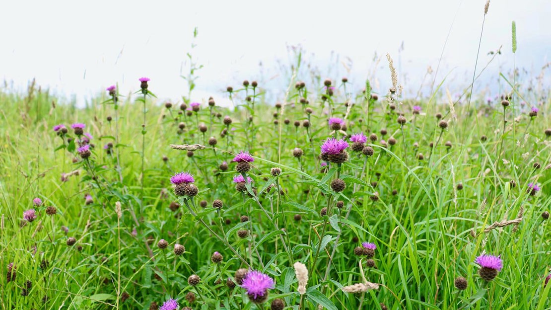 Thistles in bloom, Monkstown Wood