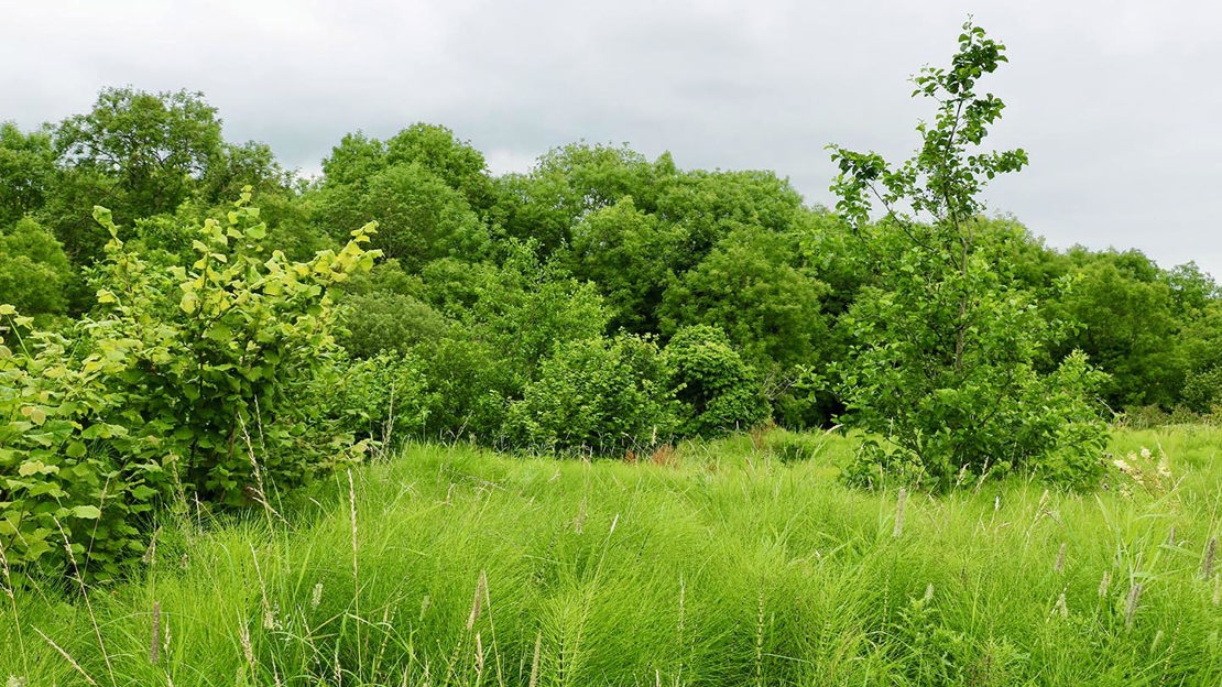 Grassland, Monkstown Wood