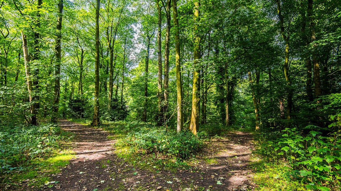 Forked path, Murdishaw Wood