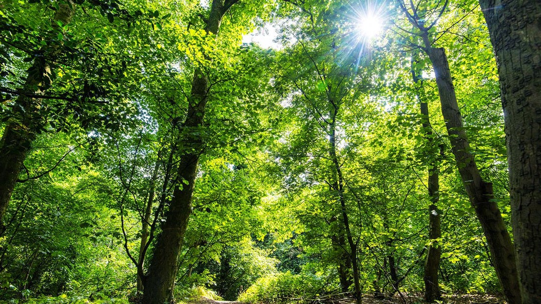 Sunburst above woodland, Murdishaw Wood