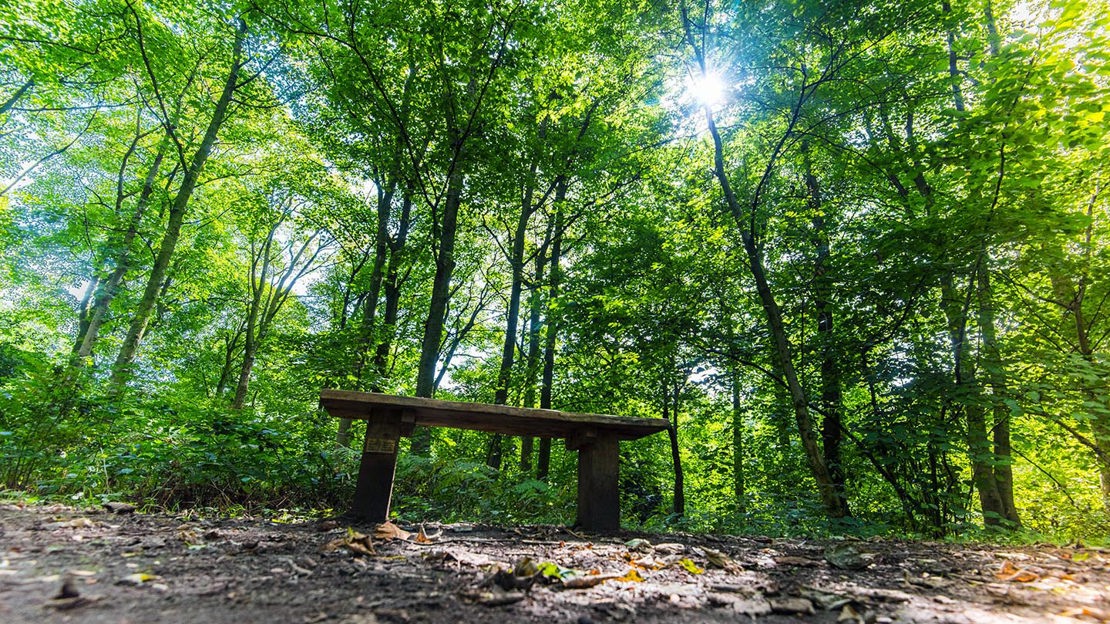 Wooden bench in woodland, Murdishaw Wood