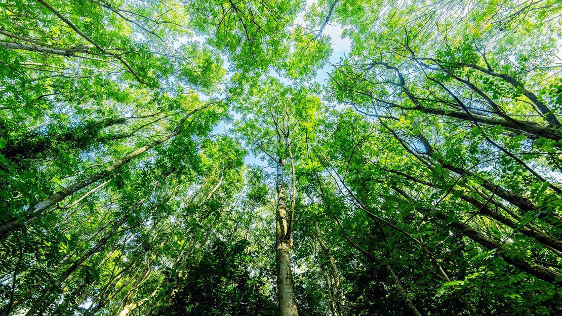 Looking up into canopy, Murdishaw Wood