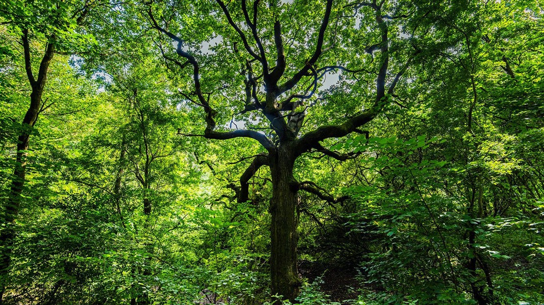Green woodland, Murdishaw Wood
