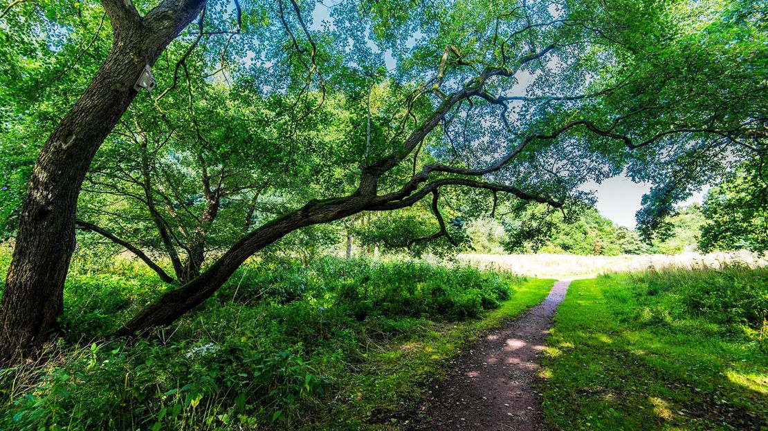 Path out of woodland, Murdishaw Wood