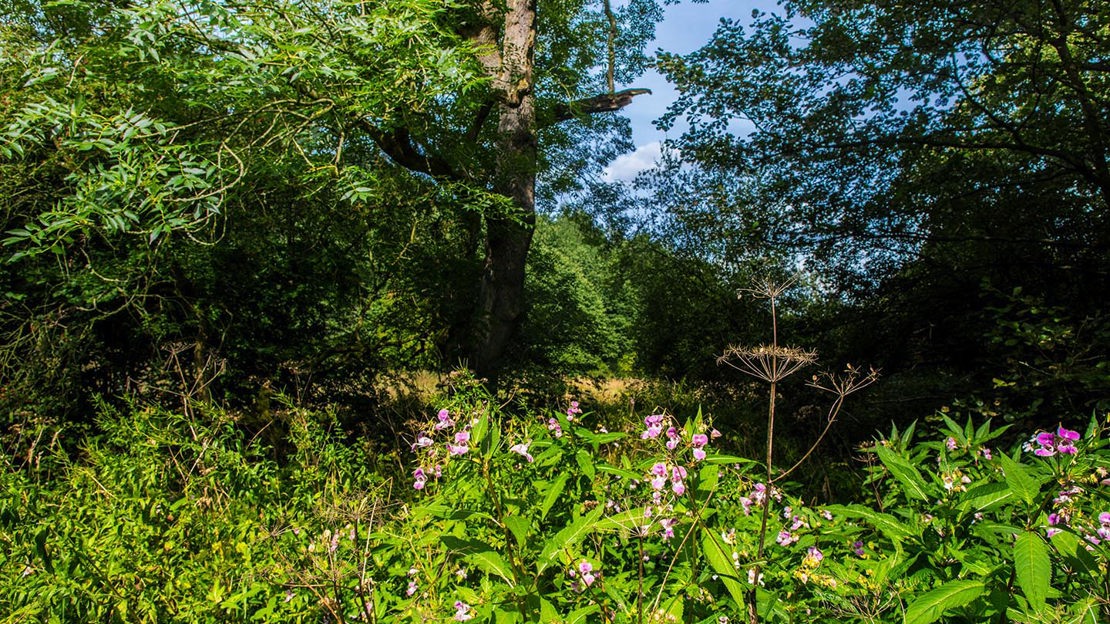 Pink flowers with woodland backdrop, Murdishaw Wood