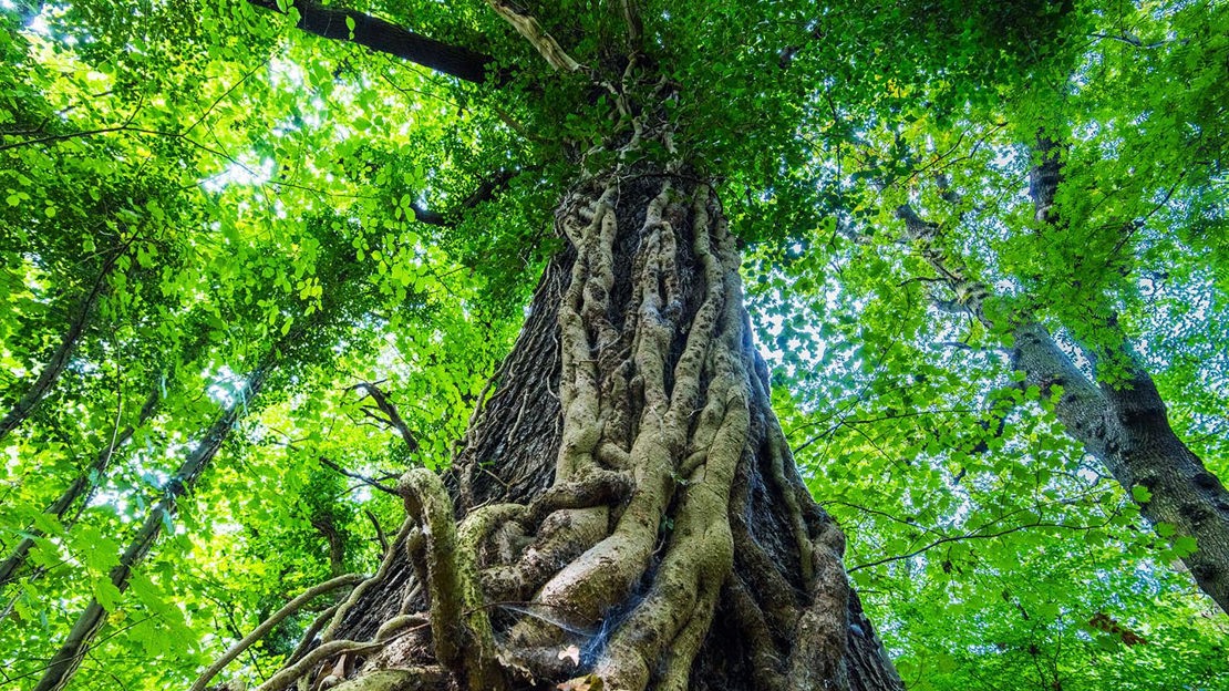 Roots growing up tree trunk, Murdishaw Wood